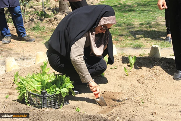 آموزش کاشت گیاه در قالب ورک شاپ در محل مزرعه دانشجویی ( طرح مدد) 13
