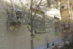 طبیعت زیبای دانشکده ولی عصر(عج) 3