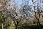 طبیعت زیبای دانشکده ولی عصر(عج) 6