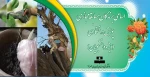 اسامی برندگان مسابقه مجازی پویش درختکاری 5