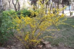 صدای پای بهار می آید 3