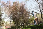 صدای پای بهار می آید 4