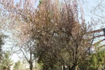صدای پای بهار می آید 5
