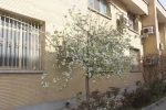 صدای پای بهار می آید 11