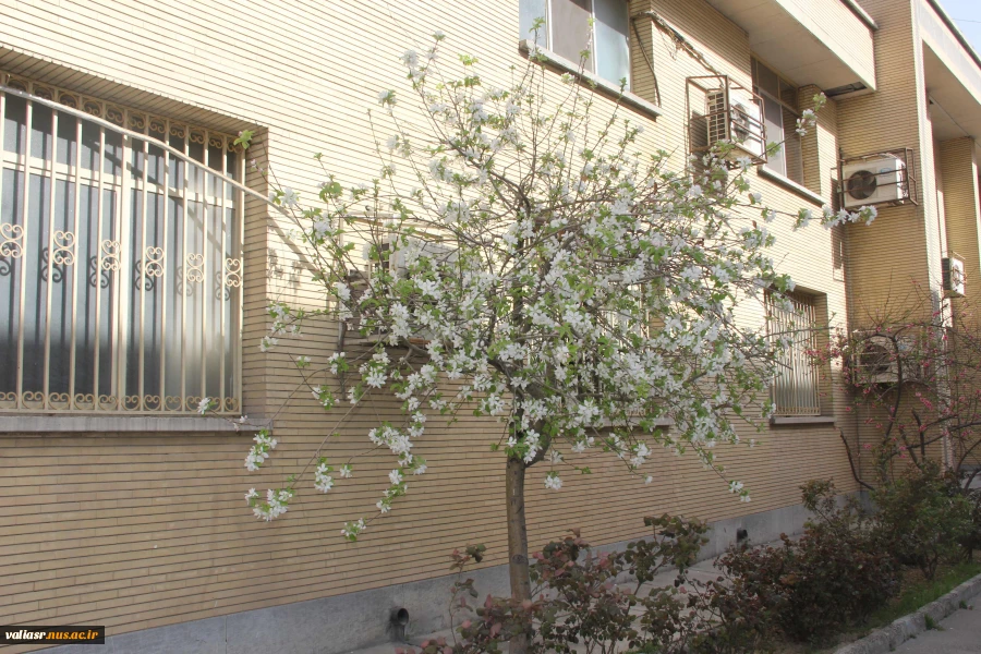صدای پای بهار می آید 11