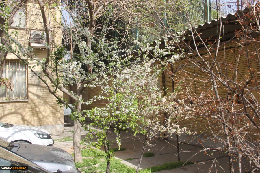 صدای پای بهار می آید 13