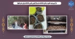 فرآوری  توت های درختان دانشکده، توسط انجمن علمی دانشکده ولی عصر(عج) 2