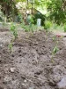 احیای طرح مدد (مزرعه دانشجویی دانشکده ) توسط دانشجویان انجمن علمی رشته صنایع غذایی و صنایع شیمیایی دانشکده ولی عصر(عج) 5